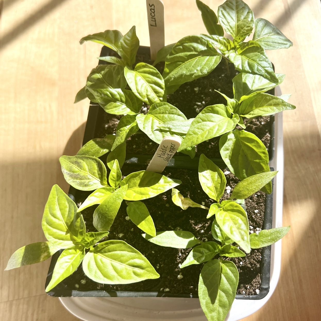 How to Grow Snack Peppers